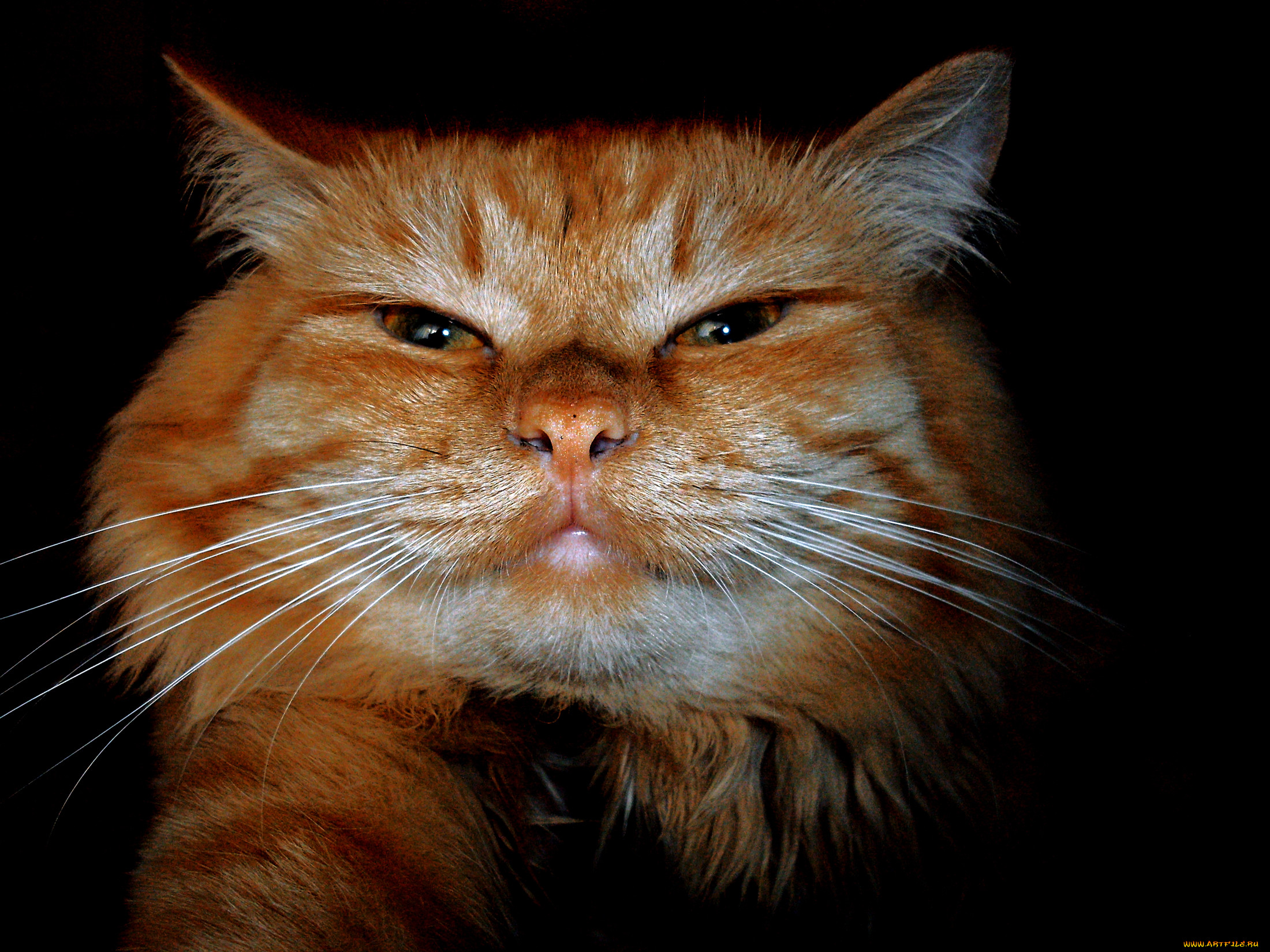 cat, , 